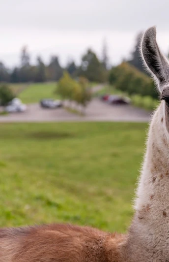 Triff tierische Freunde auf der Seebodenalp