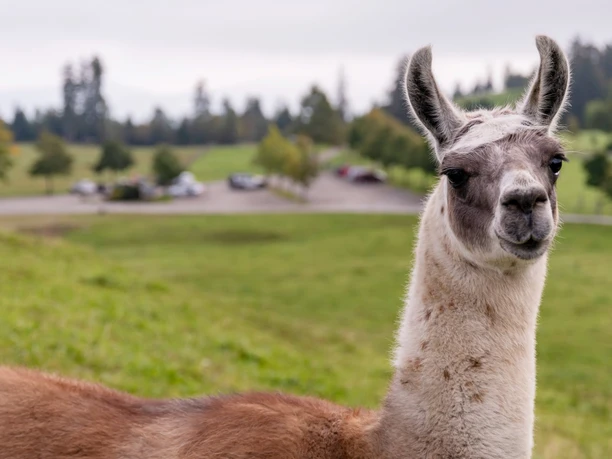 Triff tierische Freunde auf der Seebodenalp