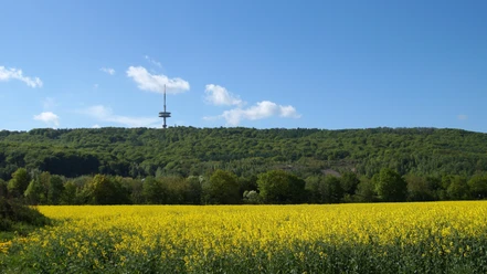 Fernsehturm im Frühling Fernsehturm im Frühling