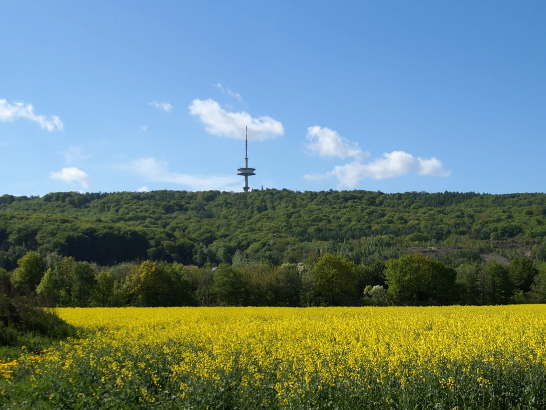 Fernsehturm im Frühling Fernsehturm im Frühling