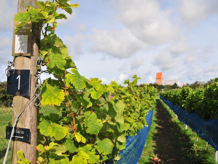 Ress Weinberg_c_Balthasar Ress.JPG