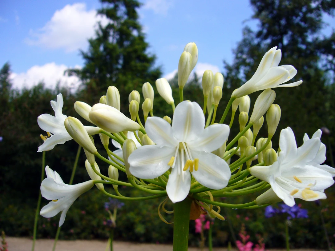 0729_agapanthus.jpg Weiße Agapanthusblüten in voller Blüte vor blauem Himmel und grünen Bäumen im Hintergrund.