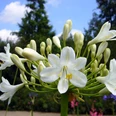 0729_agapanthus.jpg Weiße Agapanthusblüten in voller Blüte vor blauem Himmel und grünen Bäumen im Hintergrund.