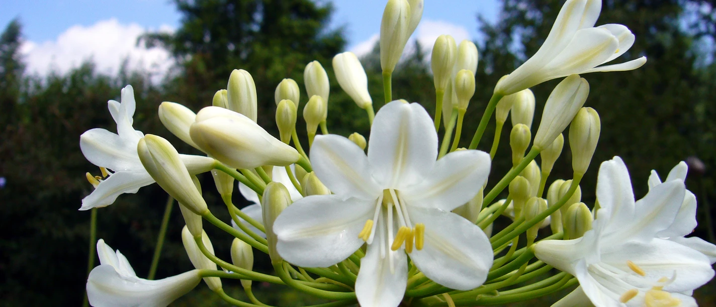 0729_agapanthus.jpg Weiße Agapanthusblüten in voller Blüte vor blauem Himmel und grünen Bäumen im Hintergrund.