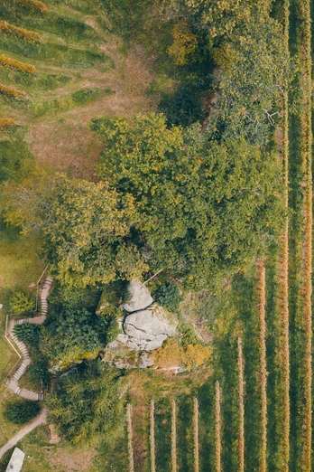 Der Dasenstein-Fels aus der Luft fotografiert. Darum herum Bäume und Reben