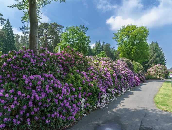 Rhododendren