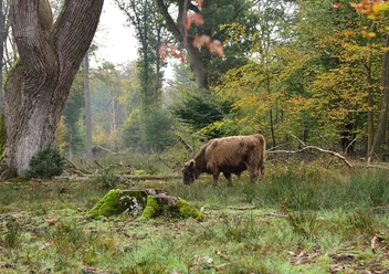 2024-10-20 Gratisführung durch den herbstlichen Hutewald.jpg