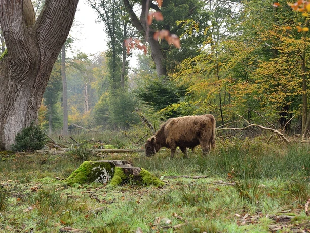 2024-10-20 Gratisführung durch den herbstlichen Hutewald.jpg