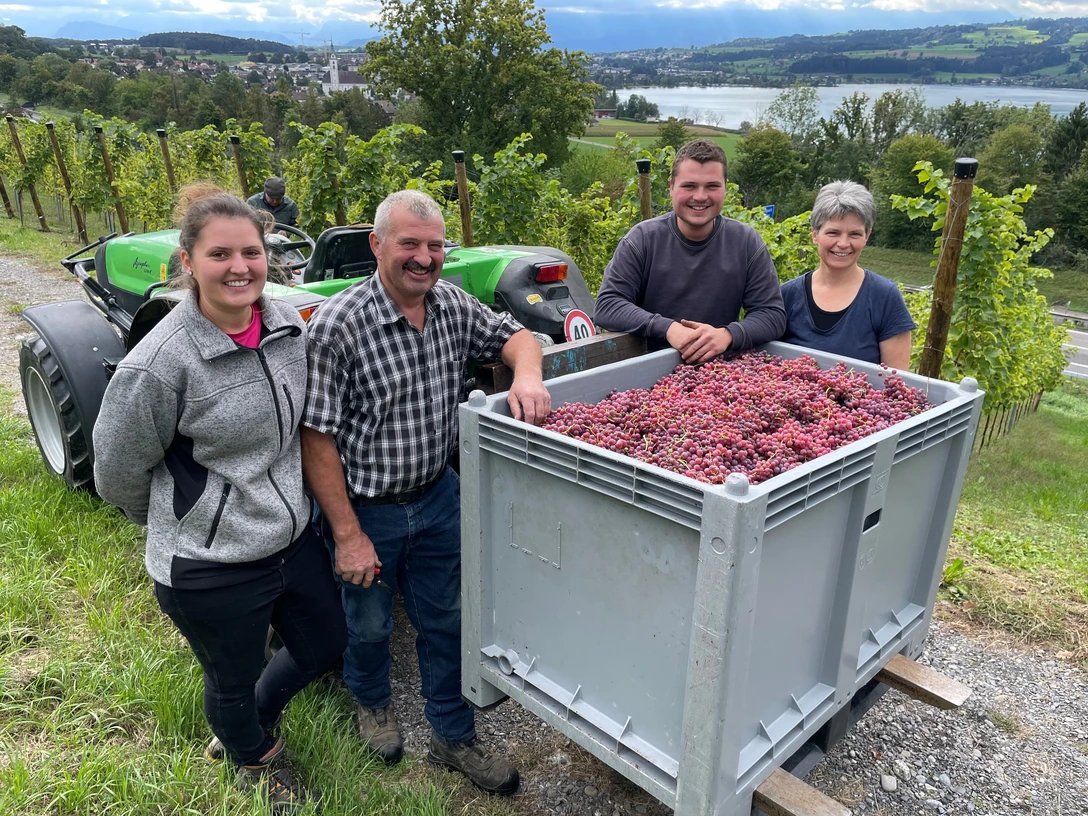Erste Weinlese der Familie Gassmann in Sempach.jpg