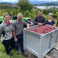 Erste Weinlese der Familie Gassmann in Sempach.jpg
