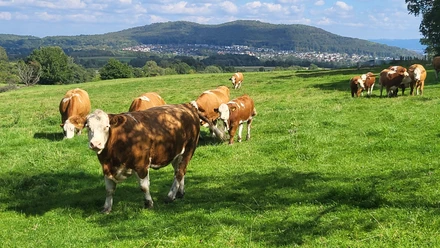 Blick vom Waldrand auf den Baunsberg
