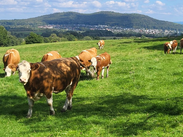 Blick vom Waldrand auf den Baunsberg