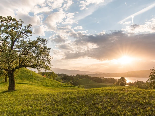 Etwas oberhalb vom Dorf Weggis befindet sich dieser schöne Wanderweg