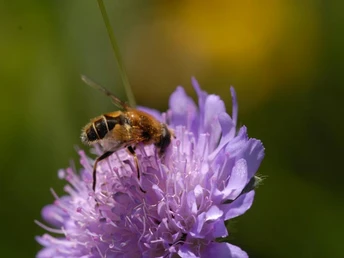 Fleisige Honigsammerlin am Engelstock.