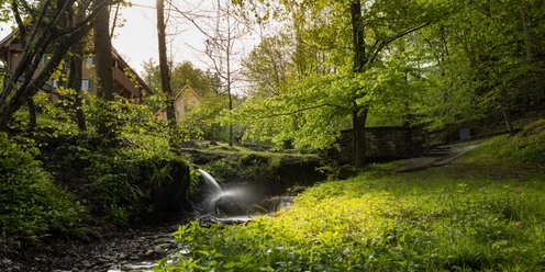 Ein lauschiges Waldstück wartet unterhalb der Gesslerburg auf dich