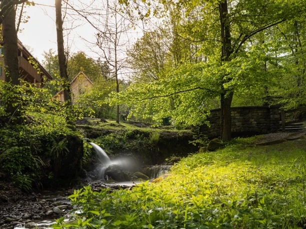 Ein lauschiges Waldstück wartet unterhalb der Gesslerburg auf dich