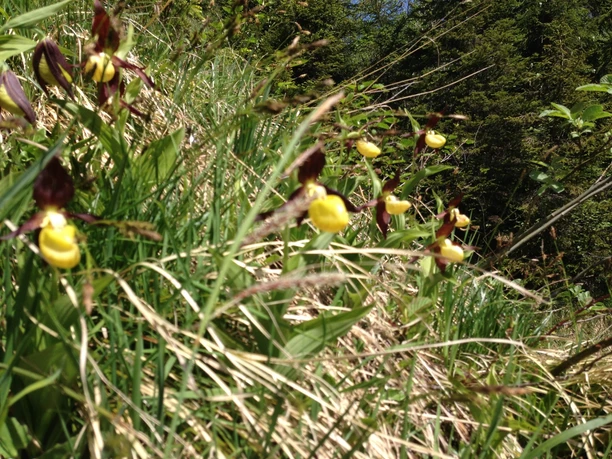 Frauenschuhe in der Nähe des Unteren Hüttenbodens