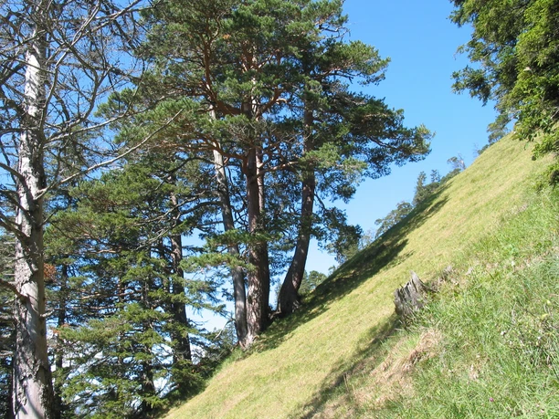 Wildheuflanke