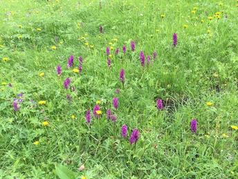 Eine wunderschöne Alpwiese mit vielen Orchideen