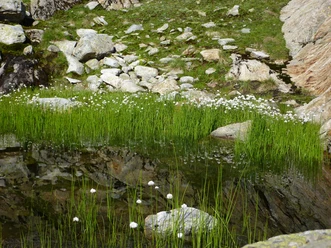 Flachmoor in der Göscheneralp