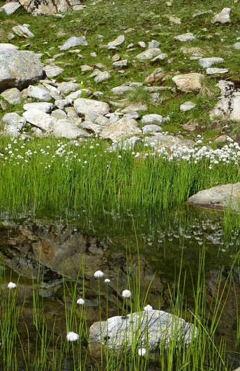 Flachmoor in der Göscheneralp