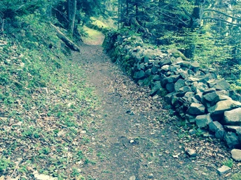 Altdorfer Bannwald: Eine wunderschöne Abfahrt