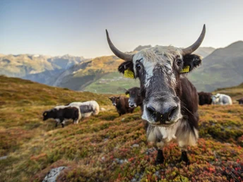 Yaks Gurschenalp