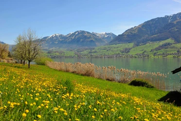 Frühling Sarnersee Wilen