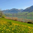 Frühling Sarnersee Wilen