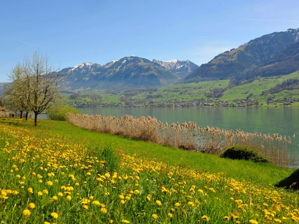 Frühling Sarnersee Wilen