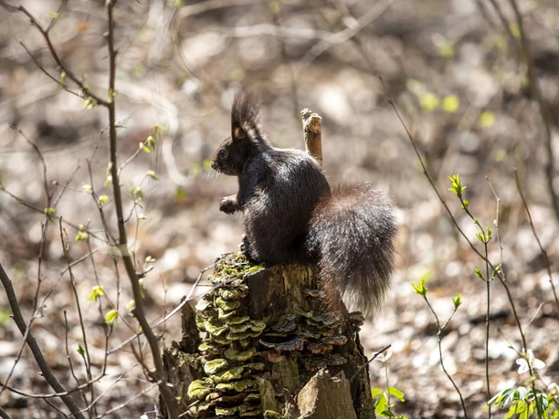 Eichhörnen im Sagenwald Schüpfheim