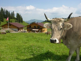 Alp Tröligen mit Kuh