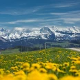 Im Frühling herrscht eine unglaublich schöne Stimmung auf dem Höhenweg zwischen Entlebuch und Emmental.