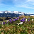 Krokusse auf Rämisgummen – Im Hintergrund die verschneite Schratteflue und Berner Alpen