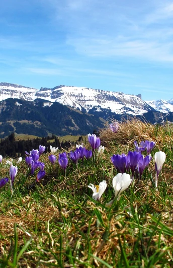 Krokusse auf Rämisgummen – Im Hintergrund die verschneite Schratteflue und Berner Alpen
