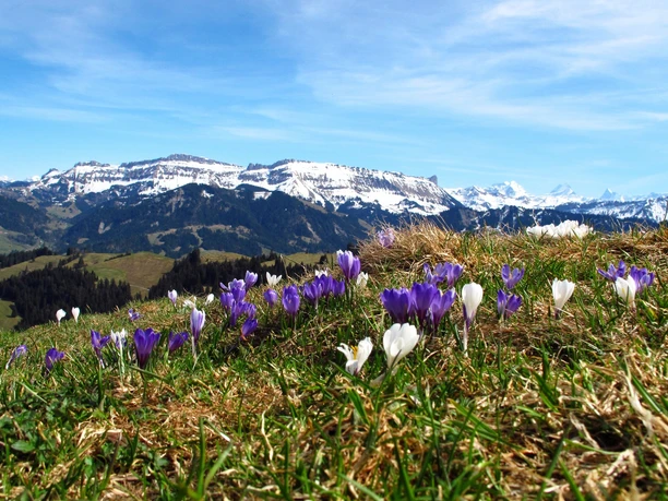 Krokusse auf Rämisgummen – Im Hintergrund die verschneite Schratteflue und Berner Alpen