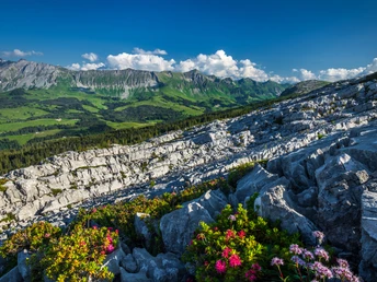 Blühende Alpenrosen im Karst der Schrattenfluh, dazu der Blick auf den Brienzergrat - einfach himmlisch!