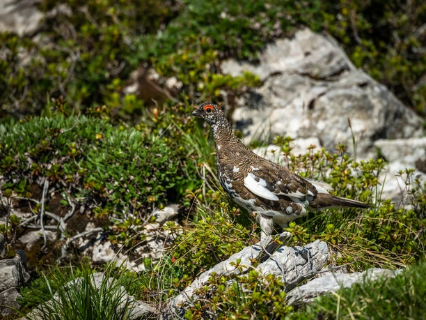 Gut getarnt - ein Alpenschneehuhn im Sommerkleid auf der Schrattenfluh in Sörenberg.