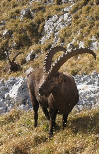 Die Könige der Alpen