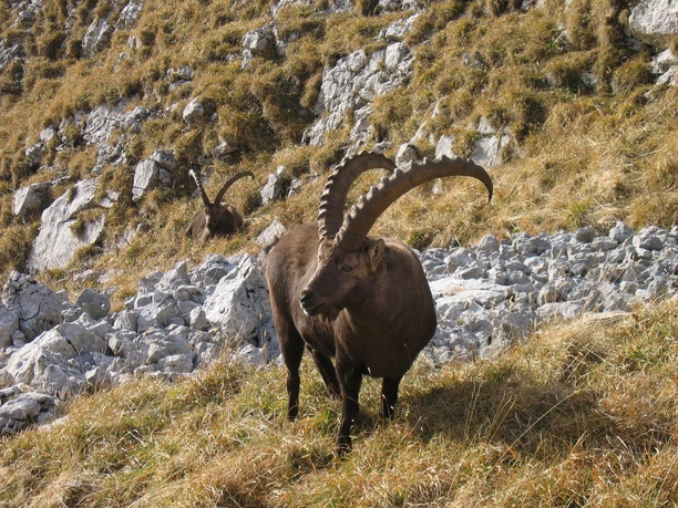 Die Könige der Alpen