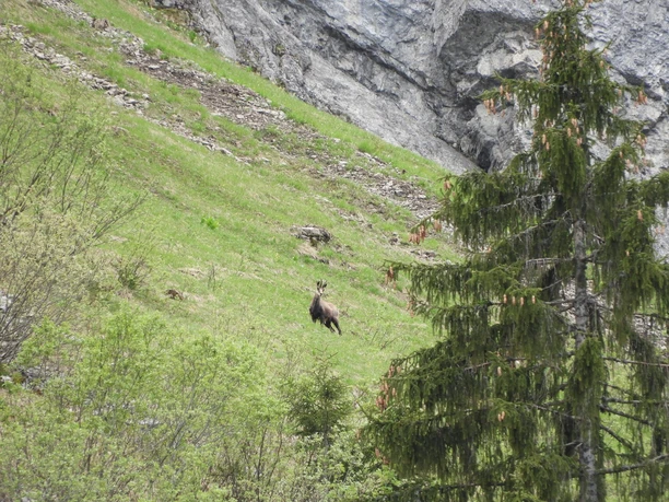 Gemse am Wildbeobachtungspfad in Emmetten
