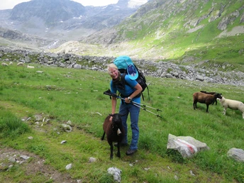Zuerst führt der Weg durch eine Schafalp