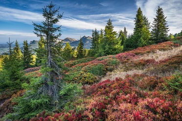 Fantastische Aussicht im herbstlichen Moor auf der Haglere in Sörenberg.