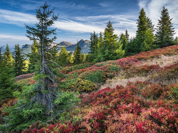 Fantastische Aussicht im herbstlichen Moor auf der Haglere in Sörenberg.