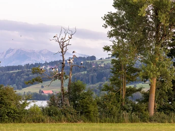 Baldeggersee in Gelfingen