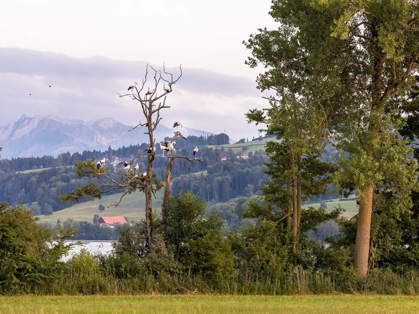 Baldeggersee in Gelfingen