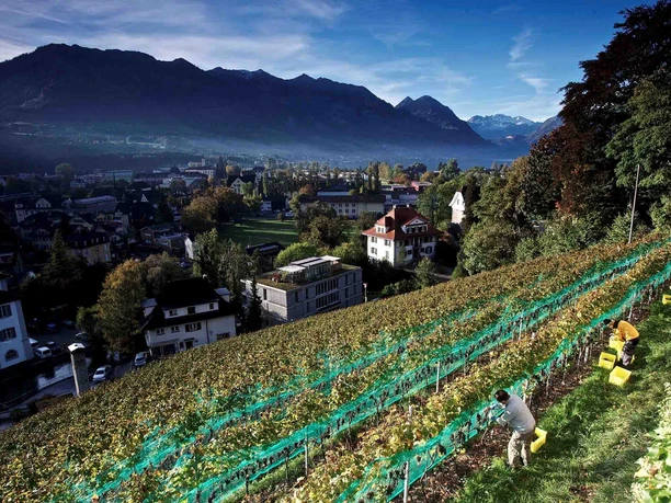 Weinrebe Landenberg, Sarnen