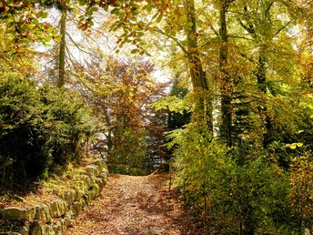 Felsenweg auf dem Bürgenstock im Herbst Rund um den Buergenstock im Herbst