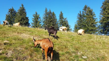 Ziegenherde auf dem Napf