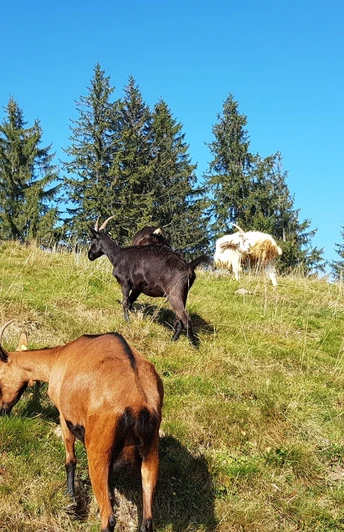 Ziegenherde auf dem Napf